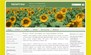Dizajn 19-A